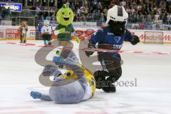 DEL - Eishockey - ERC Ingolstadt - Düsseldorfer EG - Saison 2015/2016 - Wonnemar Maskottchen stürzt vor dem Ziel - Xaverl - Foto: Jürgen Meyer