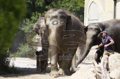 Kind von Elefantenkuh Temi im Tierpark Hellabrunn München wird von Elefant umgestoßen. Die große Rettungsaktion