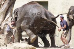 Kind von Elefantenkuh Temi im Tierpark Hellabrunn München wird von Elefant umgestoßen. Die große Rettungsaktion