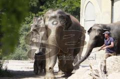 Kind von Elefantenkuh Temi im Tierpark Hellabrunn München wird von Elefant umgestoßen. Die große Rettungsaktion