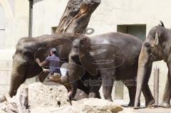 Kind von Elefantenkuh Temi im Tierpark Hellabrunn München wird von Elefant umgestoßen. Die große Rettungsaktion