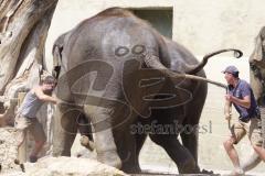 Kind von Elefantenkuh Temi im Tierpark Hellabrunn München wird von Elefant umgestoßen. Die große Rettungsaktion