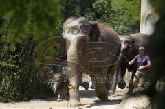 Kind von Elefantenkuh Temi im Tierpark Hellabrunn München wird von Elefant umgestoßen. Die große Rettungsaktion