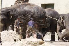 Kind von Elefantenkuh Temi im Tierpark Hellabrunn München wird von Elefant umgestoßen. Die große Rettungsaktion