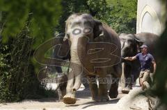 Kind von Elefantenkuh Temi im Tierpark Hellabrunn München wird von Elefant umgestoßen. Die große Rettungsaktion