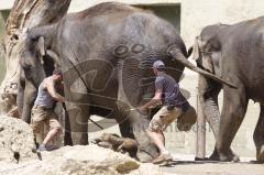 Kind von Elefantenkuh Temi im Tierpark Hellabrunn München wird von Elefant umgestoßen. Die große Rettungsaktion