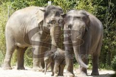 Kind von Elefantenkuh Temi im Tierpark Hellabrunn München wird von Elefant umgestoßen. Die große Rettungsaktion