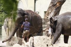 Kind von Elefantenkuh Temi im Tierpark Hellabrunn München wird von Elefant umgestoßen. Die große Rettungsaktion