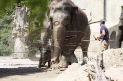 Kind von Elefantenkuh Temi im Tierpark Hellabrunn München wird von Elefant umgestoßen. Die große Rettungsaktion