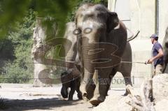 Kind von Elefantenkuh Temi im Tierpark Hellabrunn München wird von Elefant umgestoßen. Die große Rettungsaktion