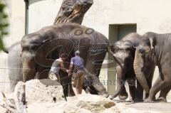 Kind von Elefantenkuh Temi im Tierpark Hellabrunn München wird von Elefant umgestoßen. Die große Rettungsaktion