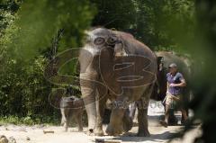 Kind von Elefantenkuh Temi im Tierpark Hellabrunn München wird von Elefant umgestoßen. Die große Rettungsaktion