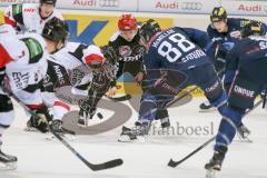 DEL - Eishockey - ERC Ingolstadt - Kölner Haie - Saison 2015/2016 - Brandon McMillan (ERC Ingolstadt) beim Bully - Foto: Meyer Jürgen