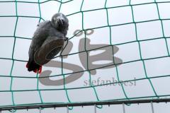 Vermisster Graupapagei Rocky beim Trainingsauftakt des FC Ingolstadt 04