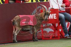 1. Bundesliga - Fußball - 1. FC Köln - FC Ingolstadt 04 - Köln Maskottchen Hennes VIII.