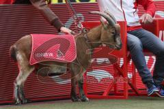 1. Bundesliga - Fußball - 1. FC Köln - FC Ingolstadt 04 - Köln Maskottchen Hennes VIII.